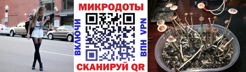 купить   Пушкино  Псилоцибиновые грибы мицелий 